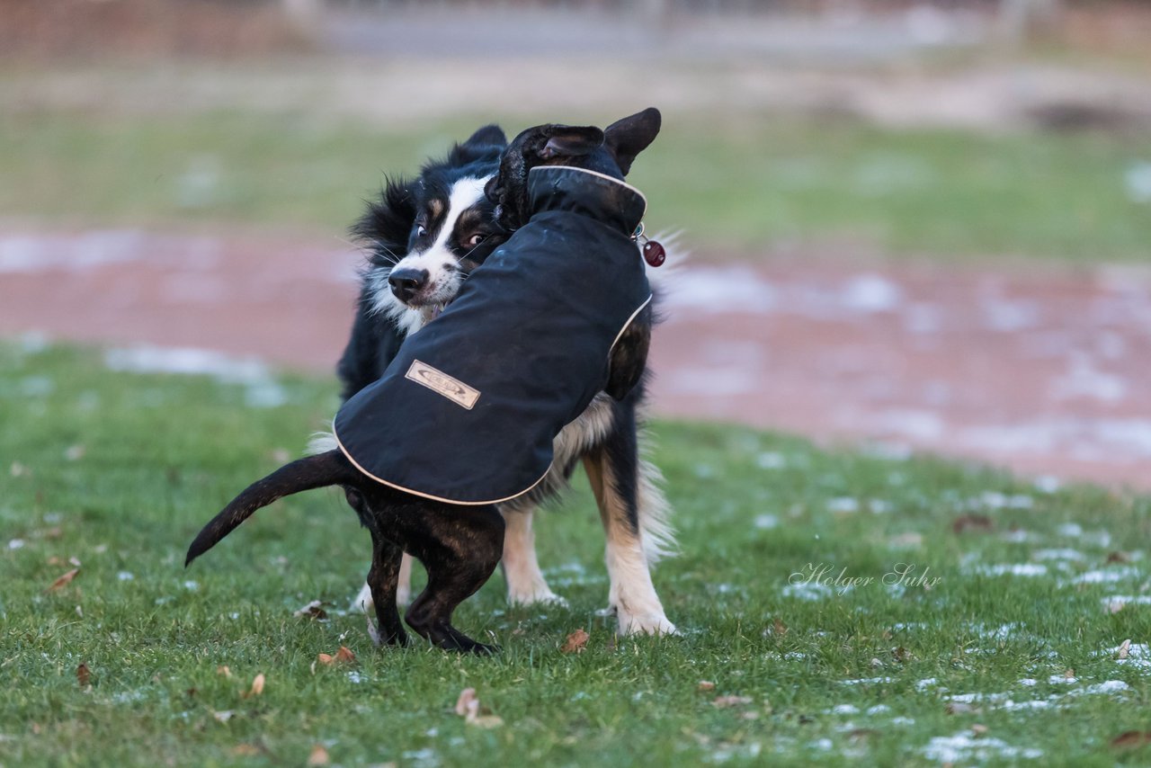 Bild 72 - Hundeshooting